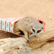 Illustration for article titled Merry Meerkats Celebrate Critter Christmas
